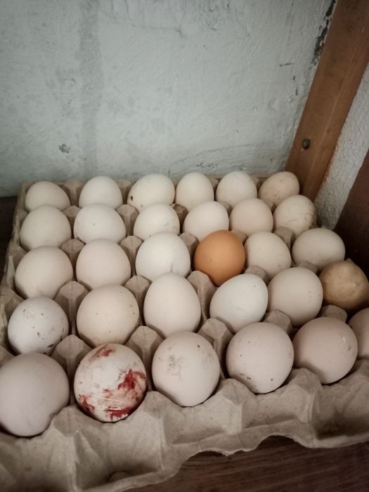 Жұмыртқа. Үй жұмыртқасы сатылады