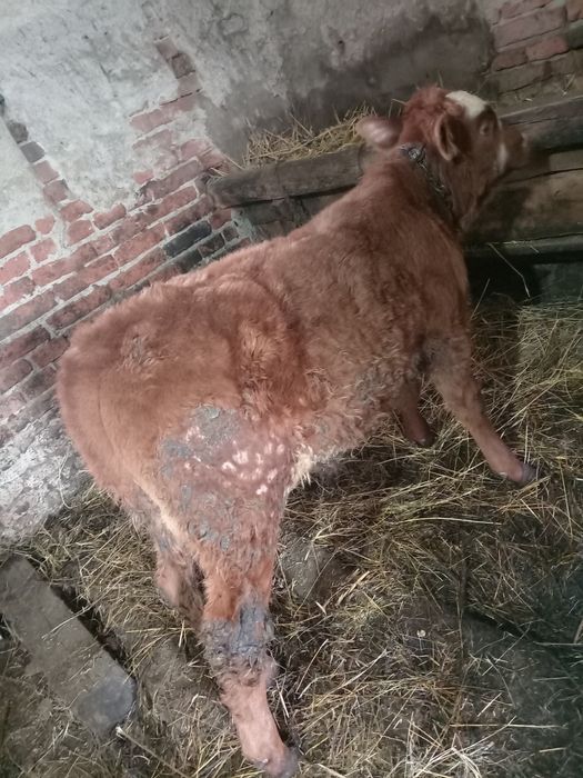 Vând 8 vieți (3 masculi și 5 femele) între 100și 200 de kg