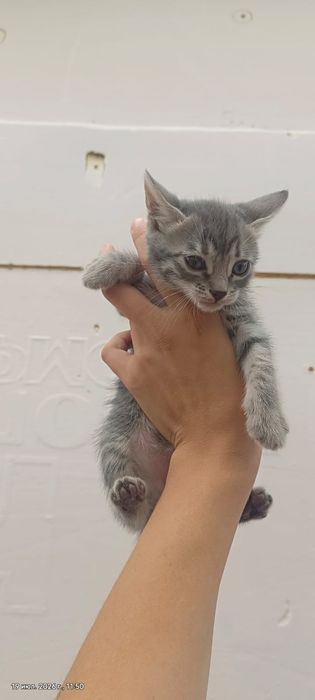 Котята   бесплатно