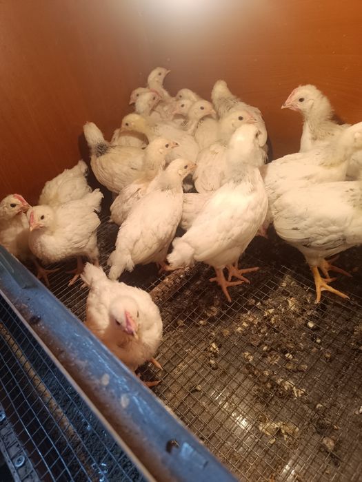 Адлерская серебристая