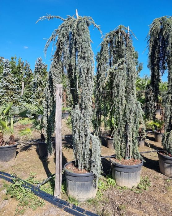 Amenajează-ți grădina cu plante exotice și decorative – Palmieri, Yucc