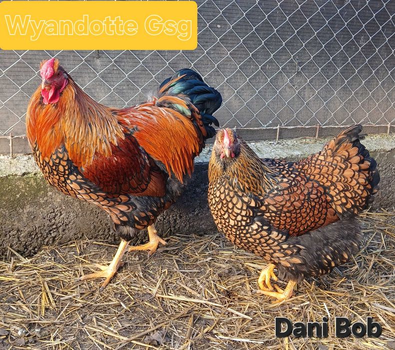 Oua de incubat / puisori de gaina rasa Australorp & Wyandotte