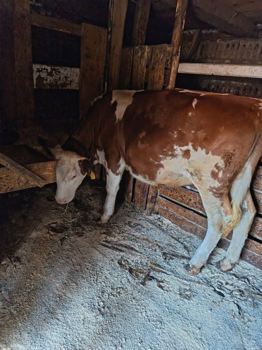 Juninca Bălțată  de vanzare 9 luni