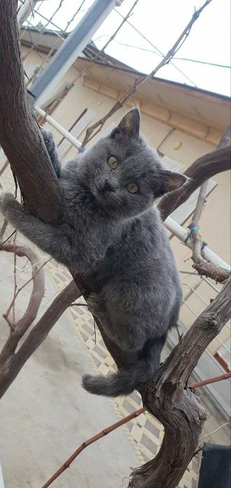 Mushuk sotiladi Sog‘lom yoqimtoy mushik bolasi mishiq