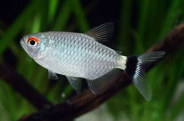 Аквариумная рыбка "Филомена"