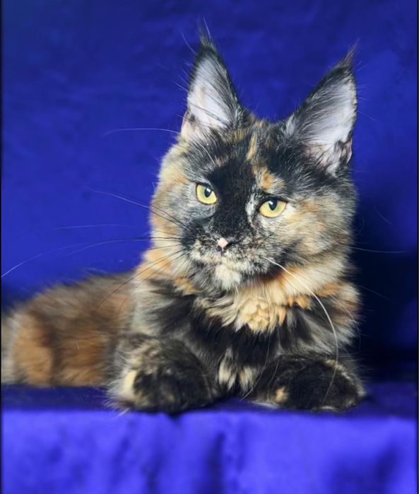 Котята мейн-кун из проф питомника.