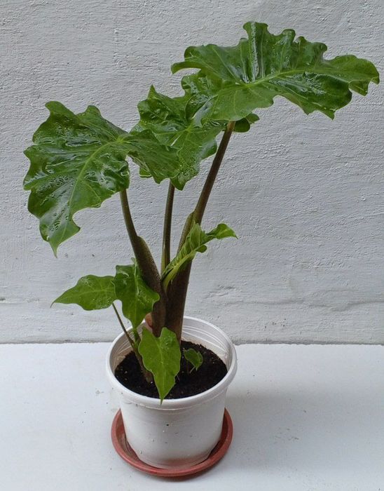 Алоказия Лоу Райдер (Low Rider). Экзотические цветы для дома и офиса