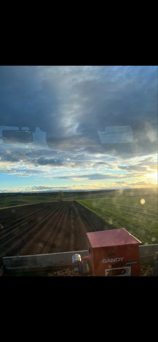 Cartofi consum (Romania)