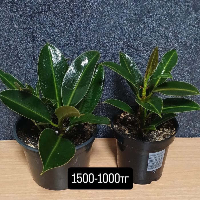 Комнатные растения от 2500