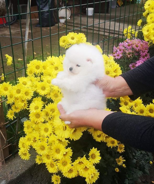 Померан мими мини