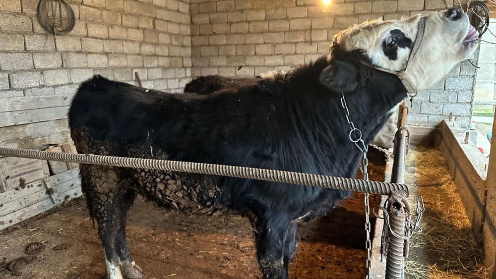 Букалар породстый