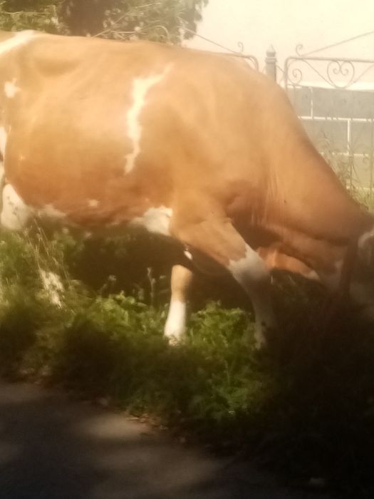 Vand vaca baltata