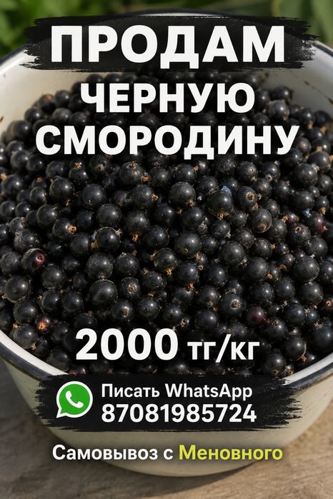 черная смородина, смородина