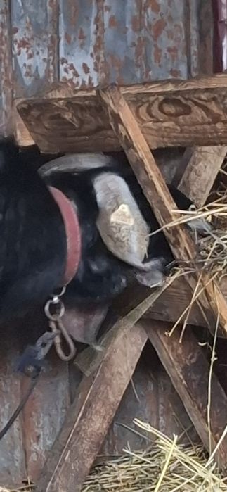 Vând capre și țapi saanen și anglo nubiene