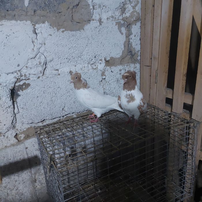 Сарыбас двух чуби самка чубати