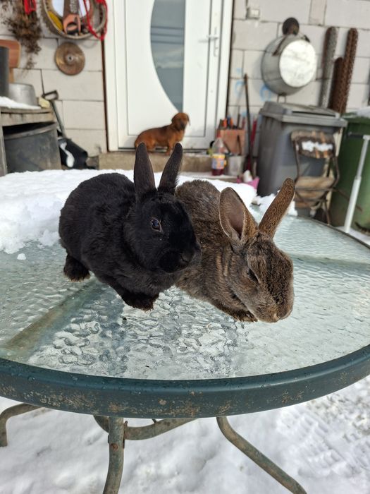 Vând o pereche de iepurași rex castor