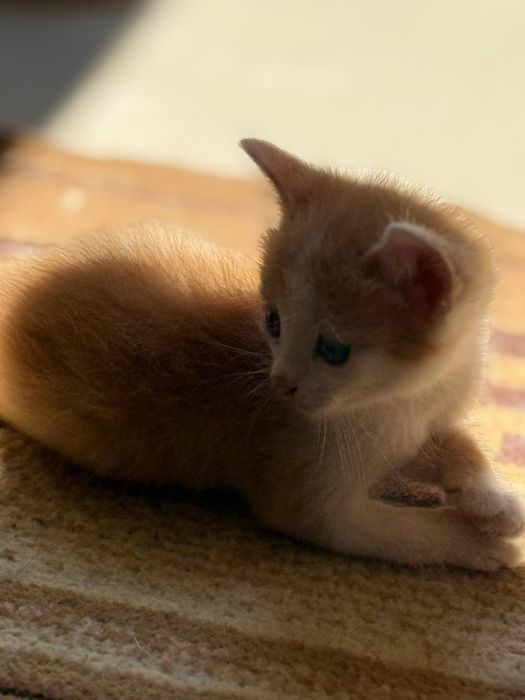 Отдам котят в добрые руки