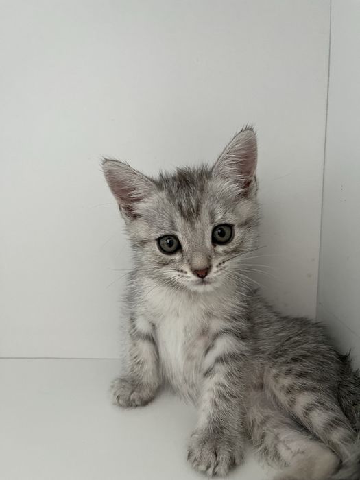 Британские котята в добрые руки