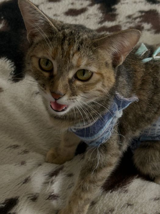 Котенок в добрые руки