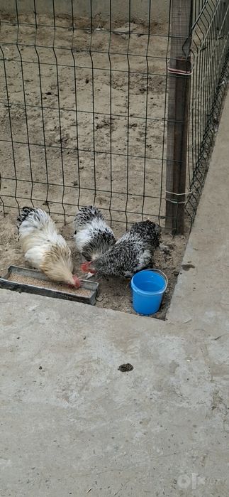 Кох карлик хурозчала сотилади