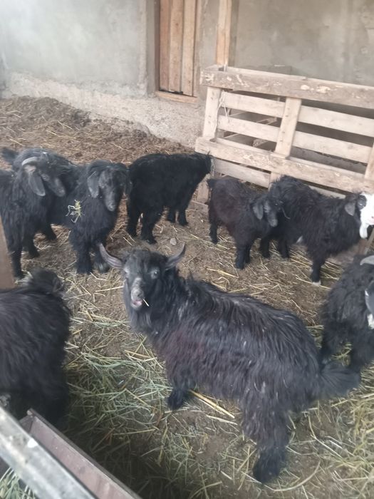 Шыбыштар лақтар сатылады.