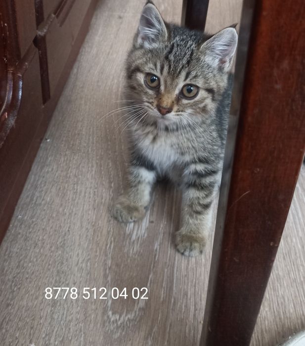 Котенок,девочка,2 мес в добрые руки