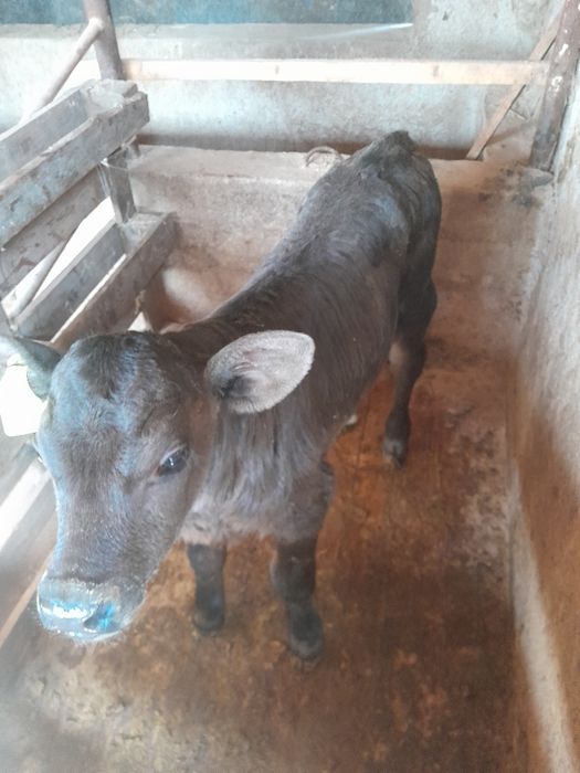 Продам телёнка телочка