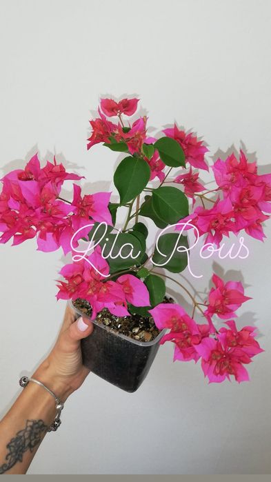 Черенки бугенвиллий (Бугенвиллия)