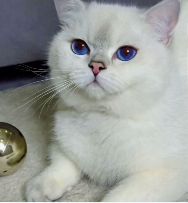 Вязкага Коби тоза порода