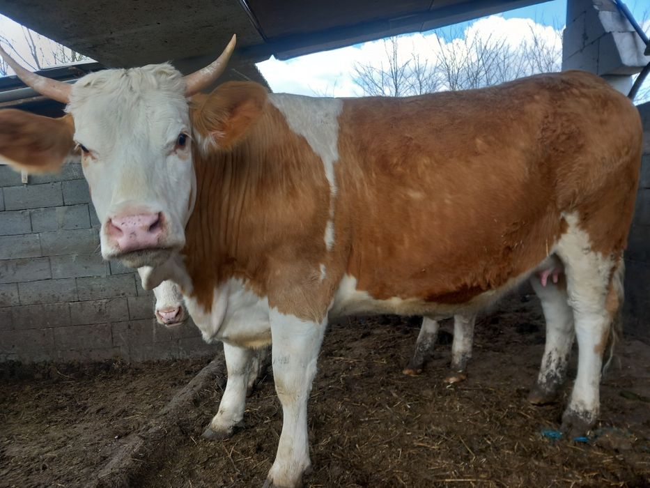 Vand 2 junici gestante