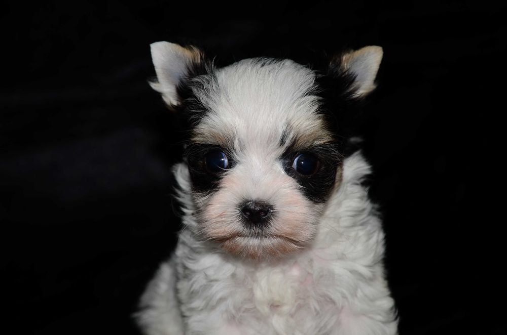 Бивер йоркширский терьер , шикарные биверята!