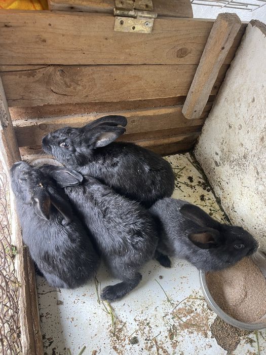 Продам кроликов 2.5 месяца