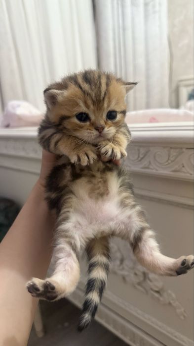 продаются котята шиншилы