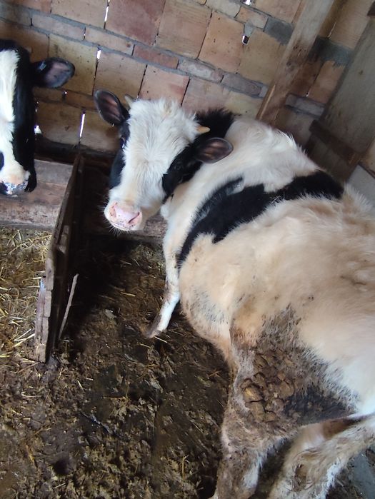 Продават се 2мъжки телета на 8месеца