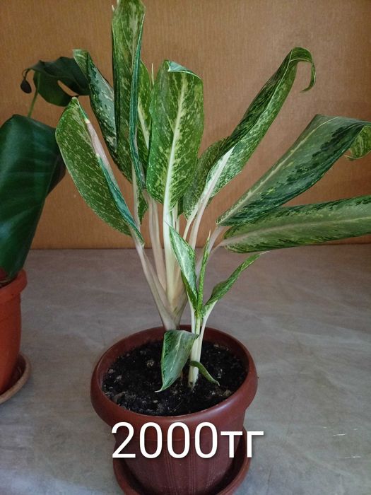 Үй гүлдерді гаршокпен