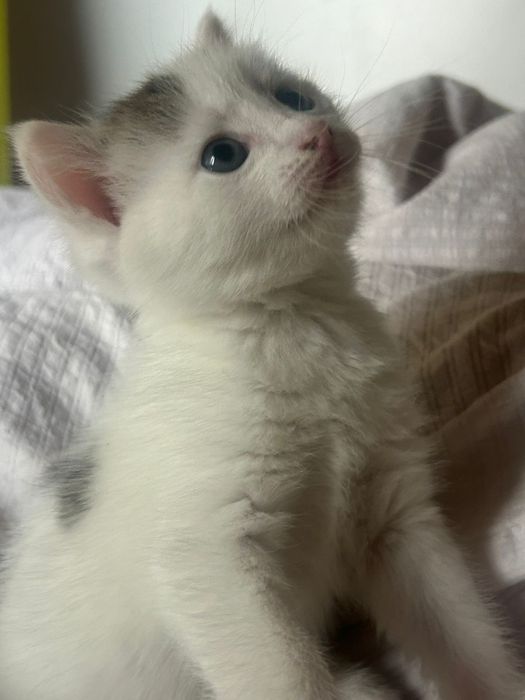 Отдам котенка девочку