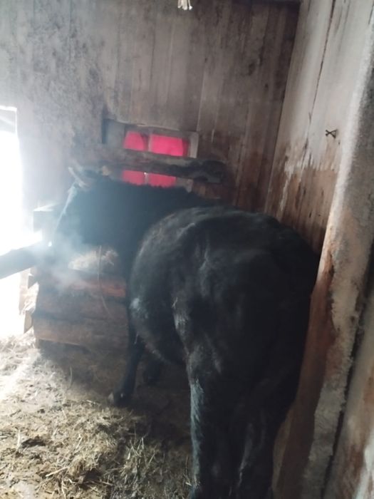 продам корову молочная