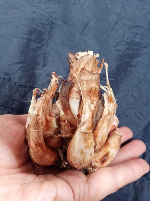 Pui de tuberoze selectate pentru plantat