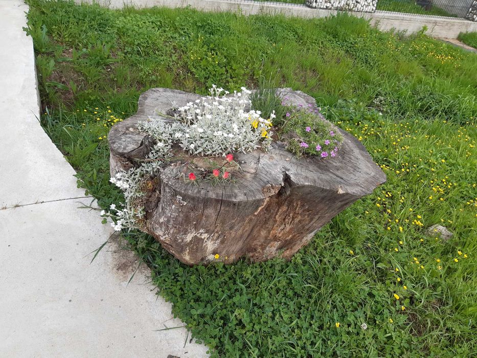 Buturuga decorativa sau  o cioata scorburoasa