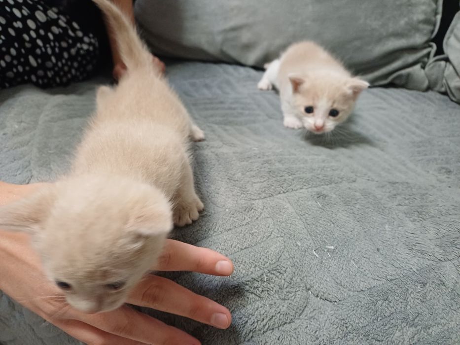 Отдам котят  в добрые руки