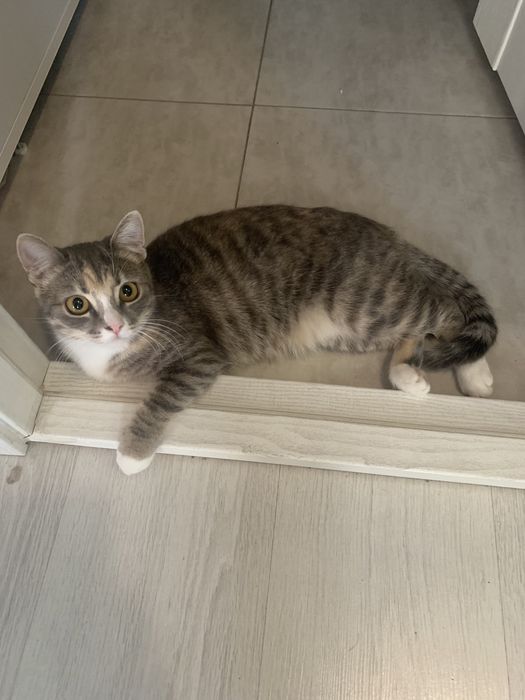 Отдам кошку в дотрые руки