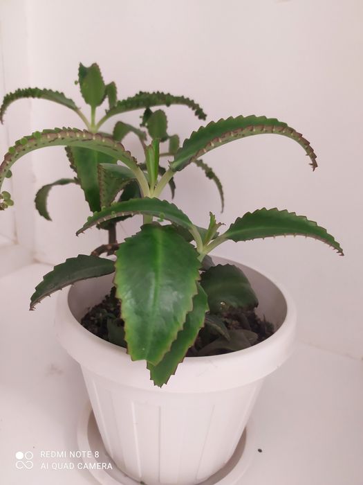 Каланхоэ цветок лечебный