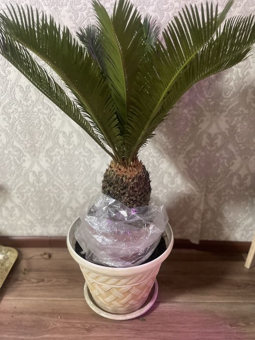 Цикас -Комнатная пальма