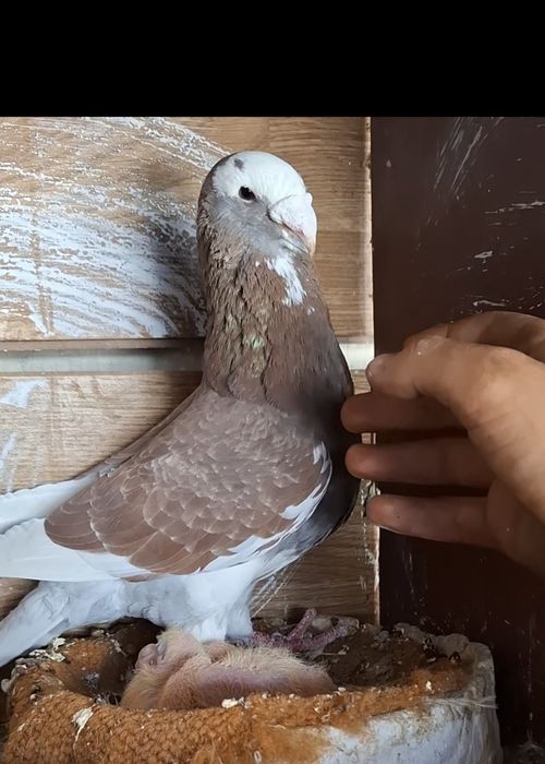 Porumbei voiajor german