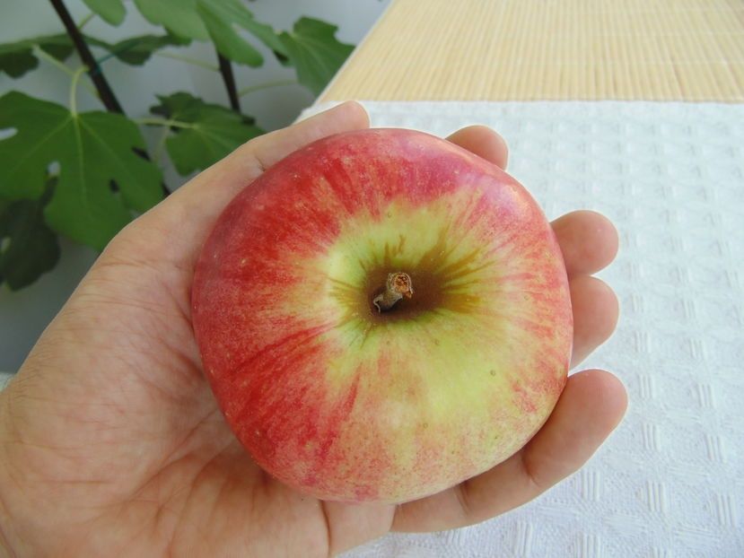 Mar ( Soiul Cretesc Roșu De Prahova )