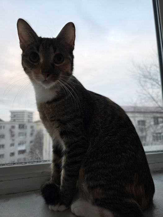 Donez o fetita in varta de 7 luni