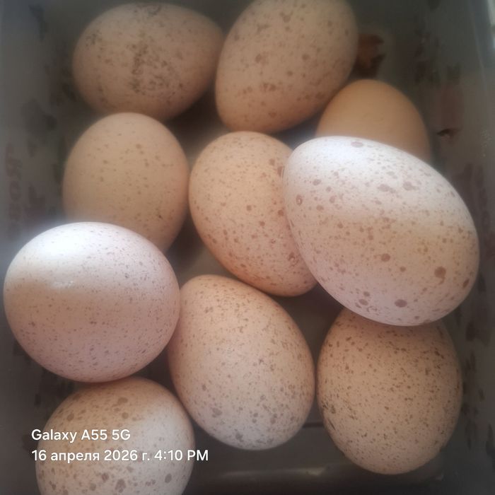 Продам яйца индюков