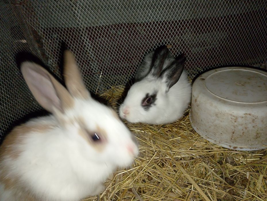 Babichka zotli quyonlar