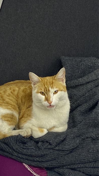 Отдам бесплатно кота  в добрые руки