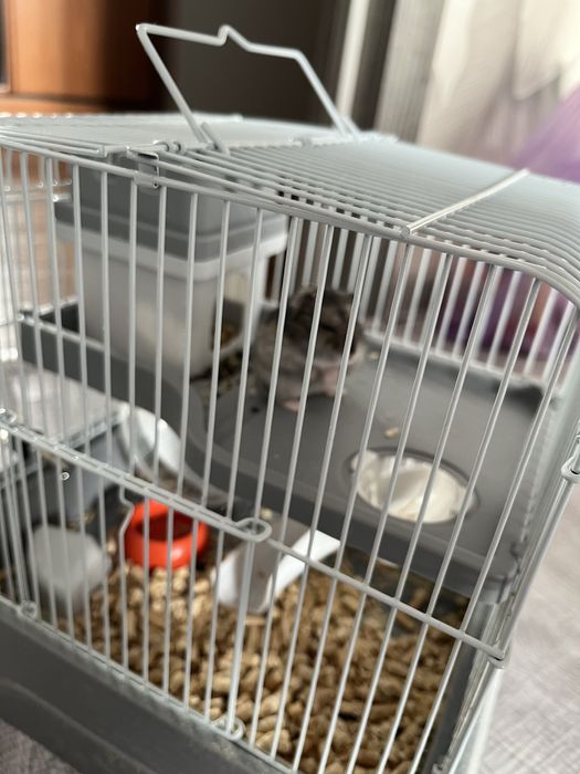 Продам джунгарского хомяка